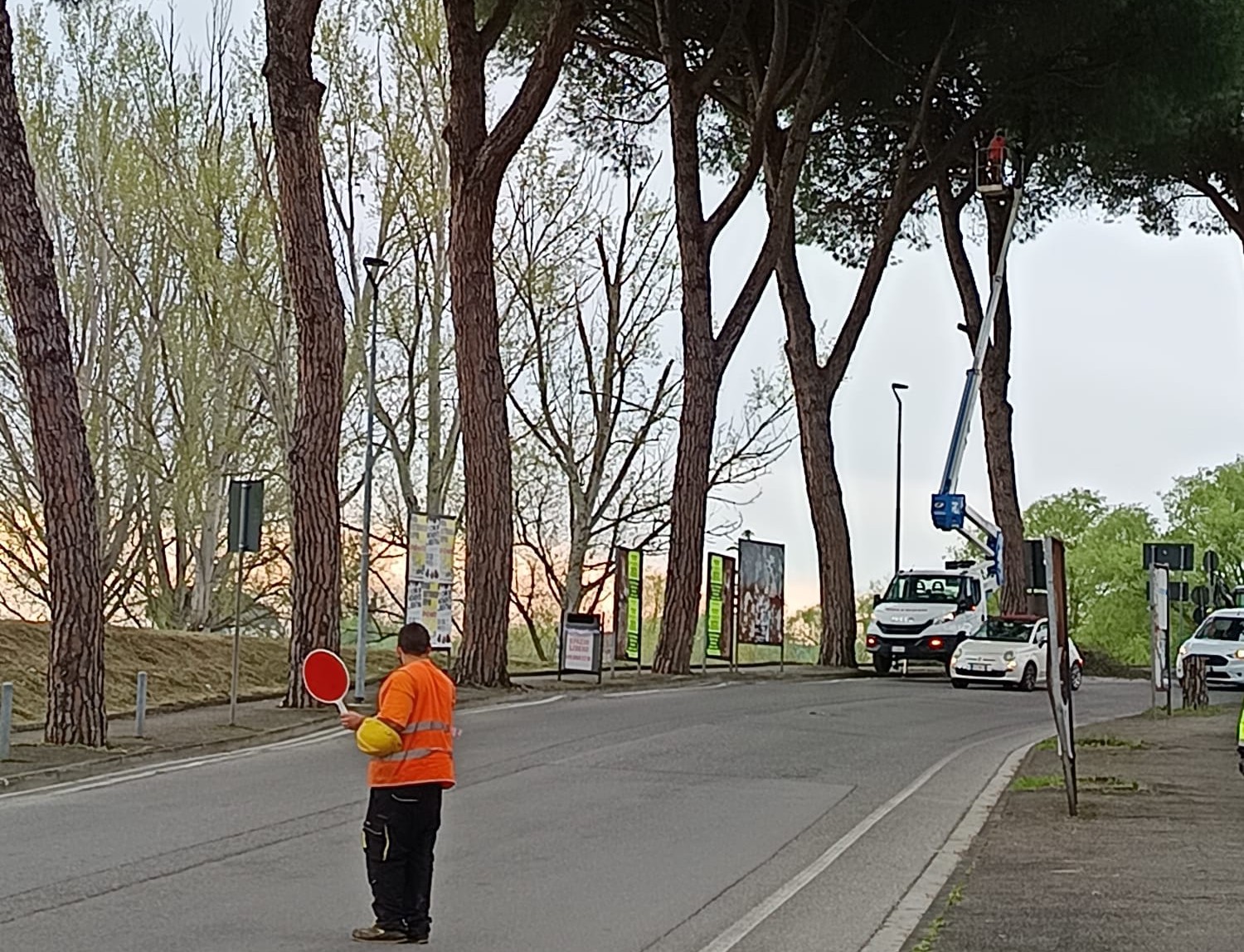 taglio dei pini, taglio alberi