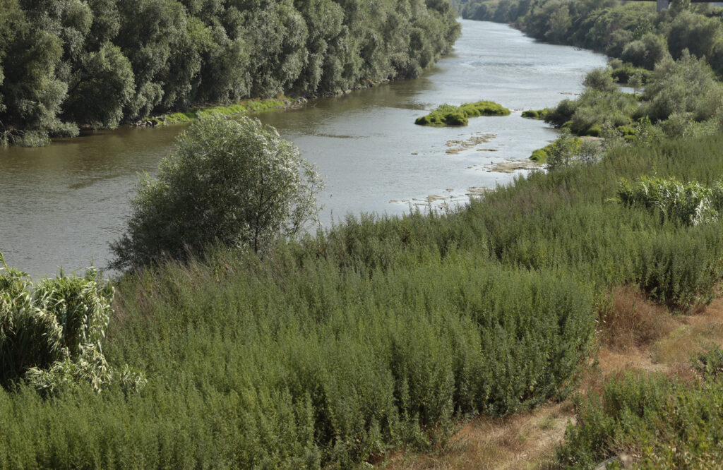 descrizione immagine